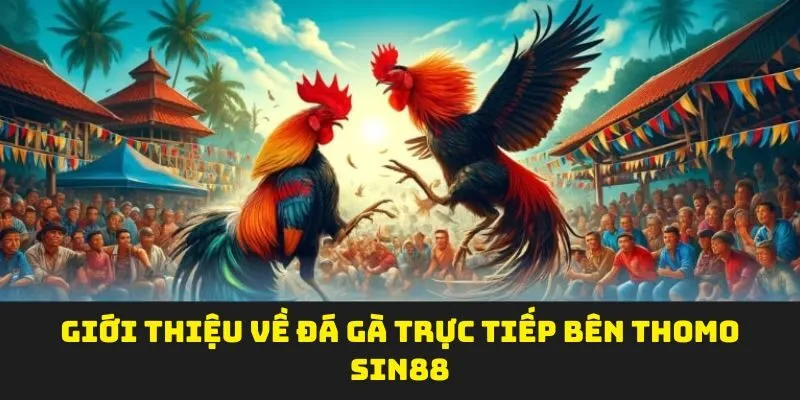 Giới thiệu về đá gà trực tiếp bên thomo SIN88