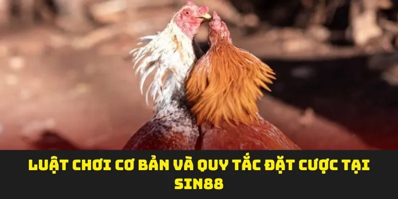 Luật chơi cơ bản và quy tắc đặt cược tại SIN88