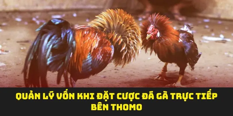 Quản lý vốn khi đặt cược đá gà trực tiếp bên thomo